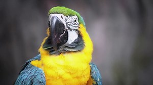 Blue Yellow Macaw Stock Footage SBV-301822637 - Storyblocks