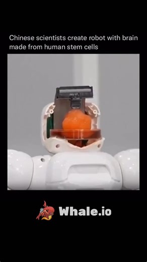 Explain everything 🧠 on Instagram: "Chinese scientists have created a robot powered by a lab-grown artificial brain, capable of learning and performing a range of tasks. Developed by researchers at Tianjin University and the Southern University of Science and Technology, this breakthrough uses brain-on-chip technology—a fusion of a brain cell organoid, grown from human stem cells, and a neural interface chip. Together, they enable the robot to perform functions like avoiding obstacles and grasp