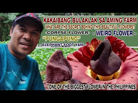 ONE OF THE BIGGEST FLOWER IN PHILIPPINES - "PUNGAPUNG PLANTS" - "ELEPHANT FOOT YAM "AMORPHOPHALLUS"