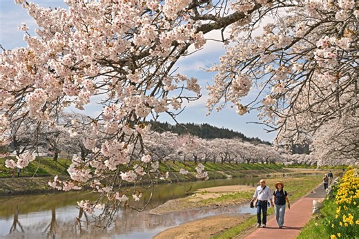 川岸に続く春色、満開　小野・夏井千本桜:イベント・レジャー:福島民友新聞社