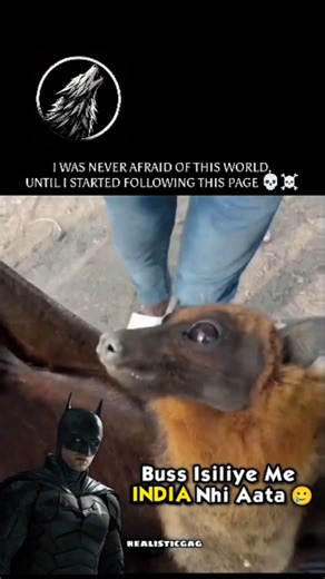 Extremely Wild | The Giant Indian Flying Fox: Nature’s Misunderstood Megabat ​The Indian Flying Fox (Pteropus medius) is one of the largest bat species in... | Instagram