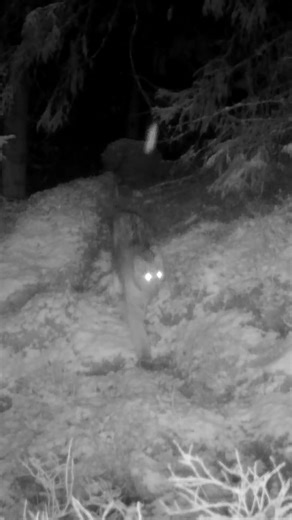 The Eurasian lynx (Lynx lynx) #wildlife #lynx #browningtrailcam