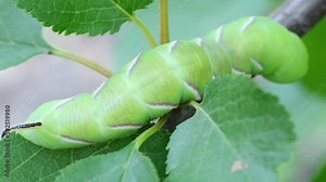 Green caterpillar Privet hawk moth (Sphinx ligustri) or Large brown hawkmoth. Caterpillar on a tree. Top view. 4K UHD video footage 3840X2160. Stock Video