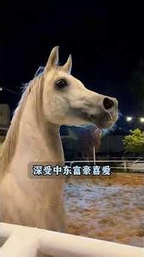 Uncover the Mystery: What Breed is This Horse