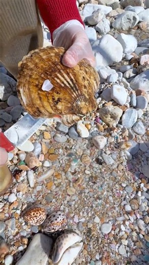 Sea Agate and Sea Crystal: Finding Hidden Treasures on the Shore and rare pearl