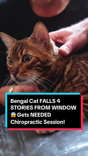 Bengal Cat FALLS 4 STORIES FROM WINDOW 😱 Gets NEEDED Chiropractic Session! . . . #chiro #nyc #newyork #chiropractor #adjustment #chiropractic #cracks #animalchiro #animalchiropractor #bengalcat #catchiro #catlover #cat #catlife #catsoftiktok