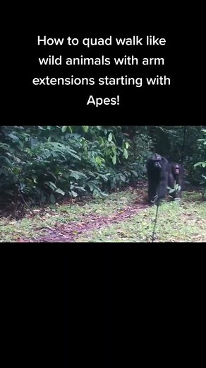 Quad Walk Tutorial: Move Like Wild Animals with Ape-Inspired Arm Extensions!