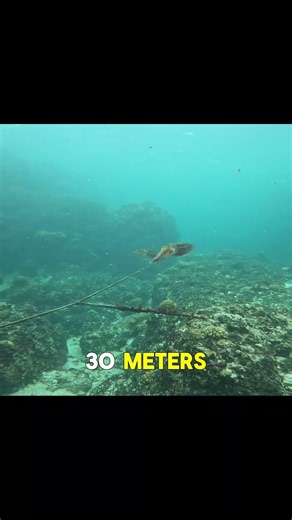 🦑 The Squid That Flies! #wildlife #wildlifeentertainment #animals