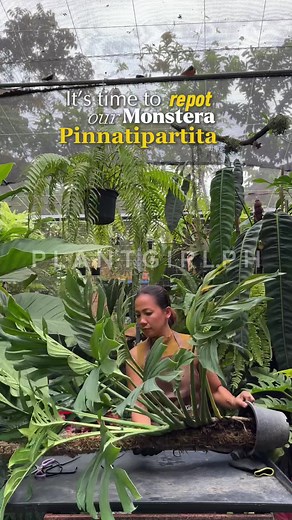 Repotting Monstera Pinnatipartita: A Step-by-Step Guide