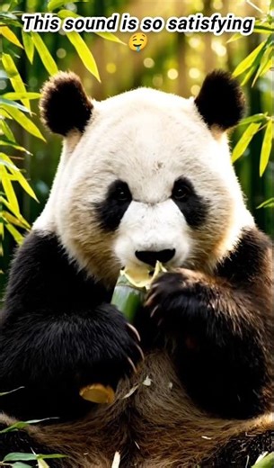 Can you watch this Panda without smiling? 😭✨ | Satisfying ASMR #Panda