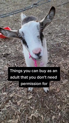 Perks of being an adult #GetCrackin #silveroaksfarm #backyardfarm #minicows #babycows #goatsoftiktok #goats #chickens #backyardchickens #backyardhomestead #fypシ #farmlife #adultmoney #adulting #highlandcows