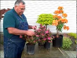 Pruning Azalea Bushes - Mike's Backyard Nursery