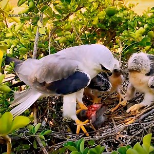 Baby Birds Compete For Mouse Intestines | Natural Bird Check