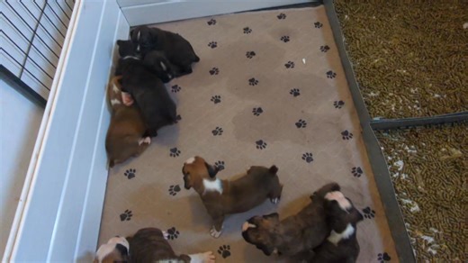 5.2K views · 95 reactions | Tiny boxer personalities! Let me tell you, 10 little boxers make A LOT of noise. They are picking up the litter training so we will be expanding the pen again soon. | LJK Boxers | Facebook