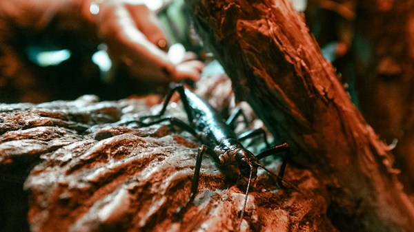 Behold the ‘tree lobster': Rarest insect on earth now on view at San Diego Zoo