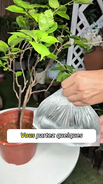 3 astuces géniales pour arroser vos plantes sans les arroser ! 🌱💧🇫🇷 #AstucesMaison #Plantes #Jardinage #AstuceTikTok #france
