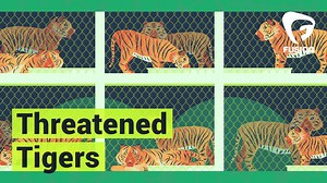 249K views · 1.6K reactions | There are less than 4,000 wild tigers left on the planet. Here's how the growing captive tiger trade may be pushing these big cats toward extinction: | Project Earth | Facebook