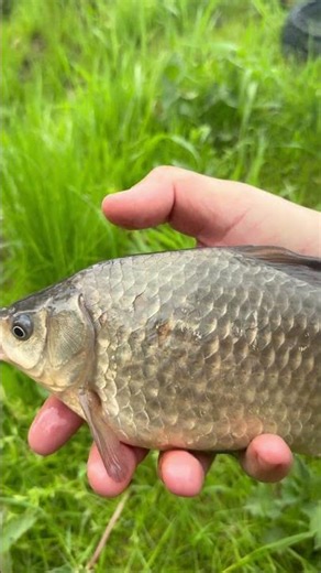 Karásek a Cejn 🐟🐟 #fishing #carpfishing #fish #shortsvideo #fishingvideo