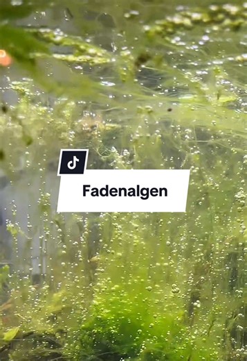 Fadenalgen im Aquarium effektiv entfernen: 3 Schritte