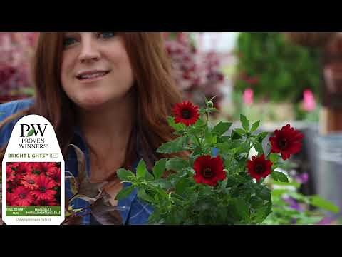 Full Sun Container Garden with Vibrant Color | Proven Winners Annuals