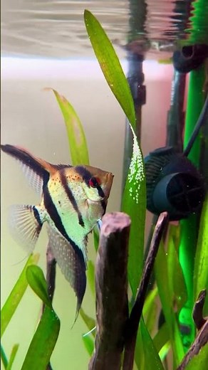 “Elegant Angelfish 🐠✨ | Graceful Aquarium Beauty”