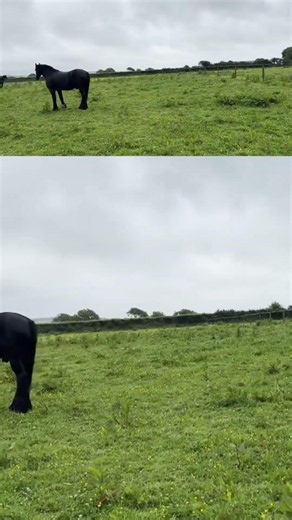 Majestic Friesian Horses at Play | Beautiful Warlander Joins the Fun #horse #equestrian