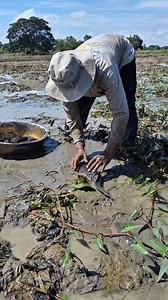 Catching fish under grass at field #fishing #fish | Ali Cizy