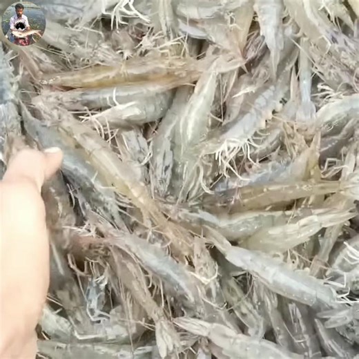 Prawn 🍤🍤🍤 Harvesting In The Mud Pond By Castnet || Net Fishing #shorts