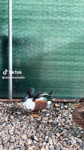 Chasse aux canards : Guide et astuces pour les chasseurs