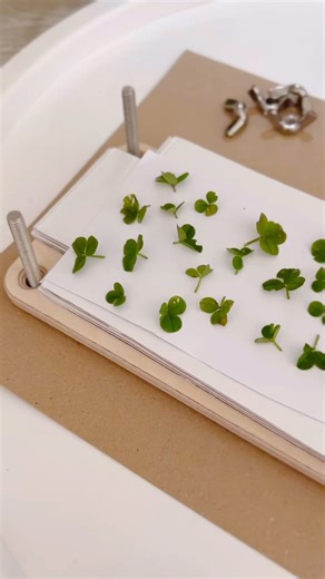 3.5K views | Creating pressed clover art for a touch of nature-inspired creativity. Check out the process and get inspired to craft your own lucky masterpiece! ✨ Project by @mummy_and_my_three #BakerRoss #shamrockcrafts #stpatricksday #diysuncatcher #naturecrafts #inspiredbynature | Baker Ross | Facebook