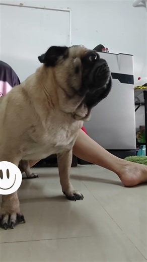 นวดเนื้อนวดตัวให้เจ้าหมาปั๊ก #หมา #สัตว์เลี้ยง #dog #pug #reelsfb