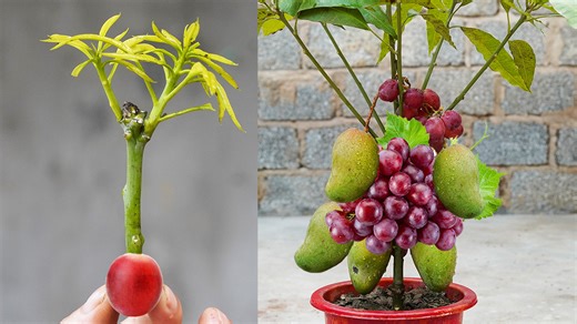 204K views · 1.6K reactions | Easy secret to grafting mango and grape | H&H Gardening Secrets | Facebook