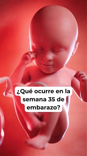 🤔 ¿Qué ocurre en la semana 35 de embarazo? 🤰 Síntomas y desarrollo del bebé #embarazosemanaasemana #embarazo #embarazosaludable #embarazofeliz | Blog del bebé