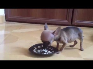 very small chihuahua