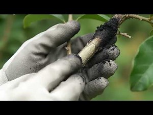 Your Crape Myrtle's Dirty Secret (And How to Clean It Up)