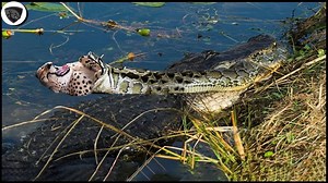 148K views · 1K reactions | Greedy Python Swallowed The Leopard And Was Suddenly Attacked By The Crocodile Crocodile Vs PyThon | Wild life Animals | Facebook