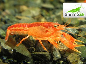 Mini ráčik CPO - Cambarellus patzcuarensis var. orange