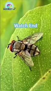 Fly on a Green Leaf​The World of Insects: Incredible Detail of a Fly's Face and Wings