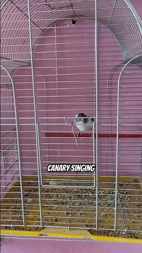 Canary’s Most Powerful Song for Training 🐦 | Best Canary Singing Guide #birds #canary #canarybird