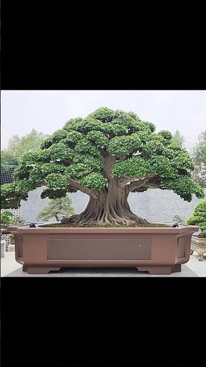 [Vietnam] Large bonsai the size of a mini garden tree #bonsai #bonsai #basin #basinscape #basinsc...