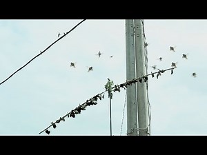 Go Trap Sparrows to Make Meat for Drinking - Instructions for Making Sparrow Traps with Glue