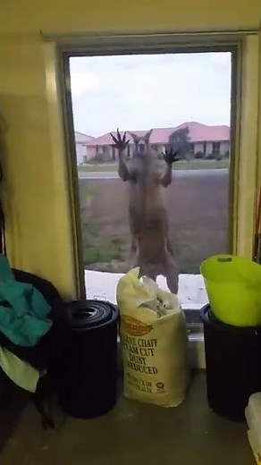 Geoff the Window Smashing Kangaroo