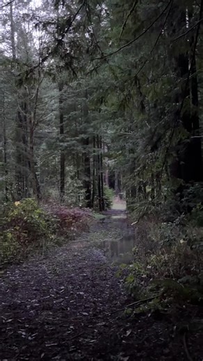 Come adventure on one of the old logging roads on our homestead with us! 🌲 ❤️ We absolutely love the history of our property. It is an old logging encampment. ➡️ Follow along to see what antique discoveries we find! #PacificNorthwest #Homestead #Hiking #Farmer #Farmgirl