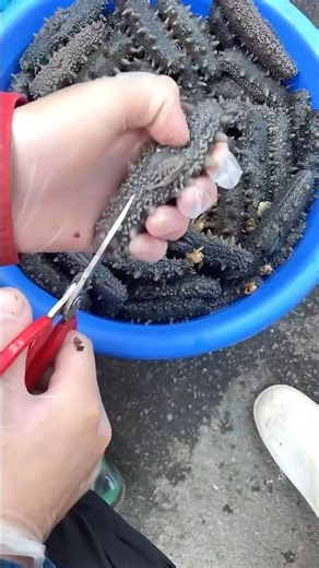 Processing sea cucumber: A nutrient-rich marine organism commonly used in traditional dishes
