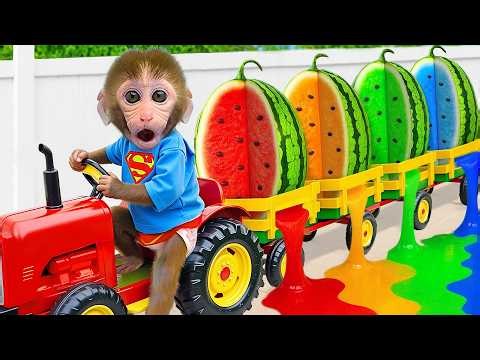 Monyet Bon Bon Imut memanen semangka di kebun dan membuat jus