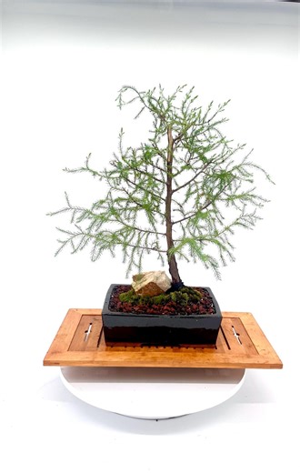 Red Cedar Bonsai Tree, 2025 Conifer Collection" From Livebonsaitree - Etsy