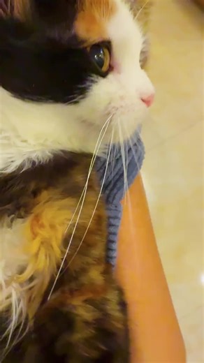 Adorable Humming Kitten Video