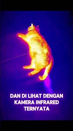 When cat blowup fart #cat #halloweenmusic #automobile #funny