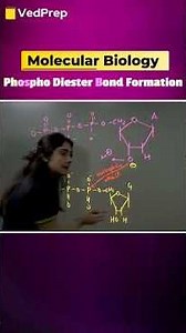 📚🧬📚 Phospho Diester Bond Formation ‪@VedPrepBiologyAcademy‬ #molecularbiology #lifescience #vedprep