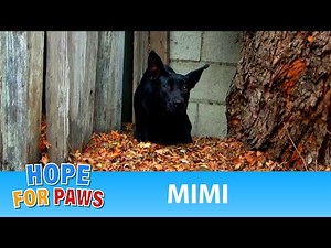 Homeless dog goes underground to avoid being captured! 😱 #dogrescue